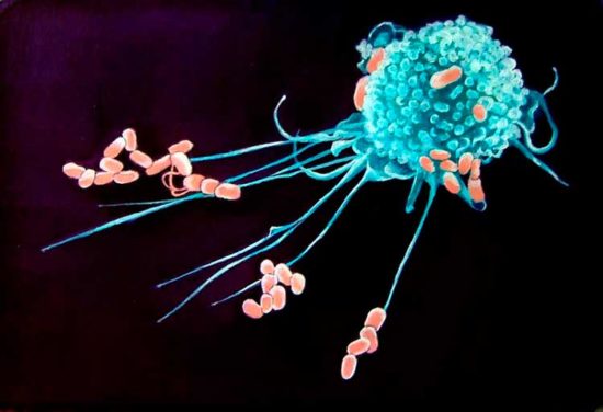 4 questions/réponses à propos des macrophages | Monsystemeimmunitaire