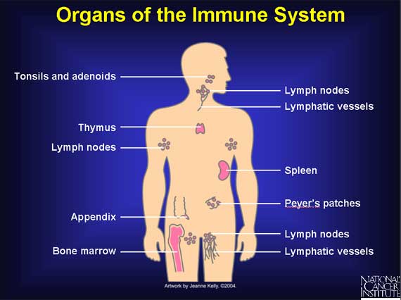 Les organes du système immunitaire