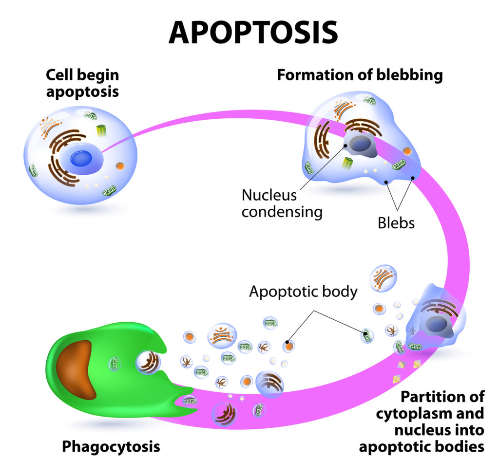 Apoptose ou mort cellulaire programmée