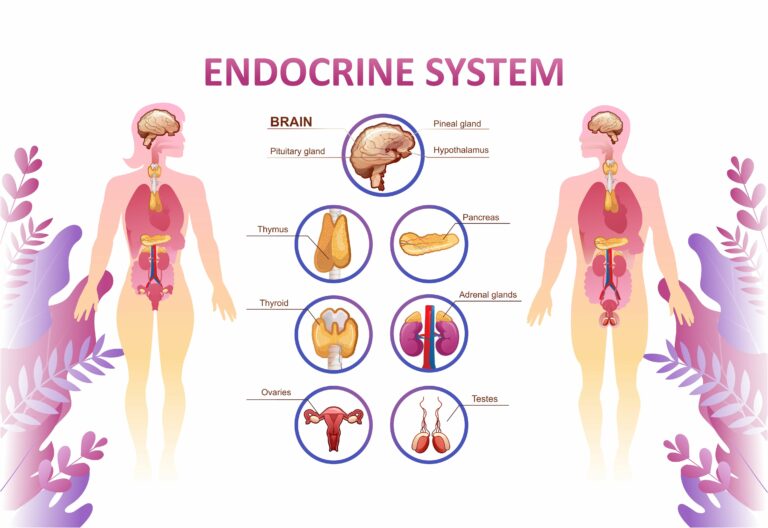 Thymus, système endocrinien